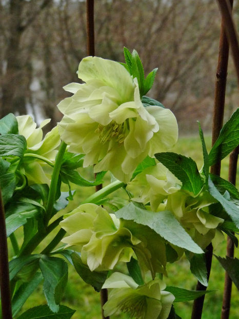 © - Helleborus - Spanz