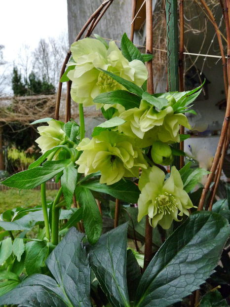 © - Helleborus - Spanz