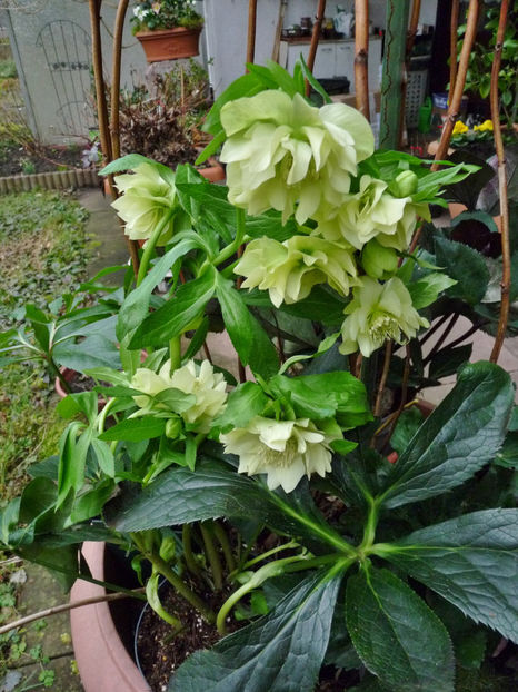 © - Helleborus - Spanz