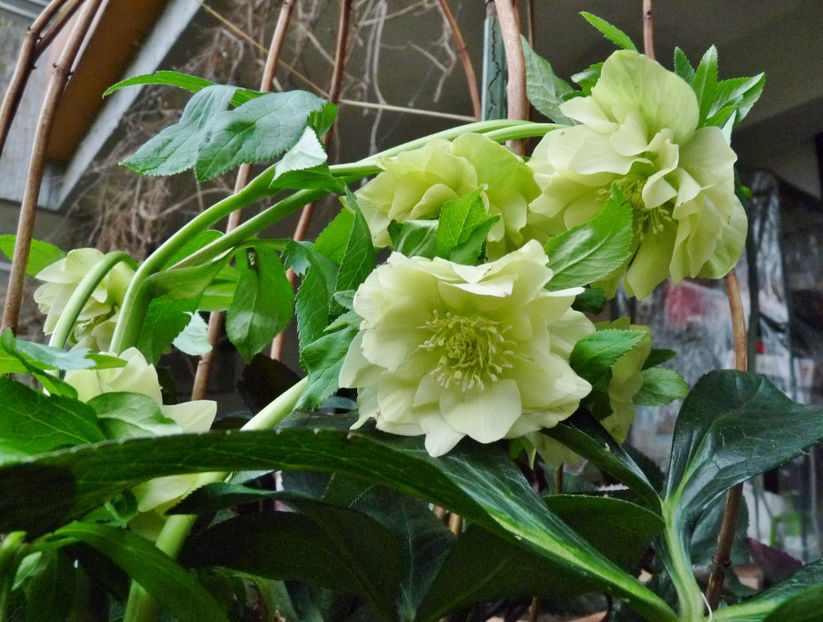 © - Helleborus - Spanz