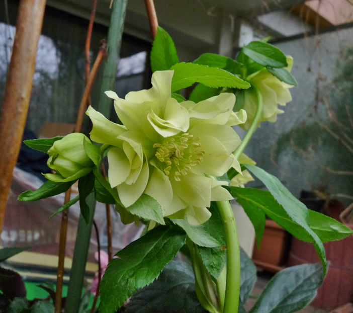 © - Helleborus - Spanz