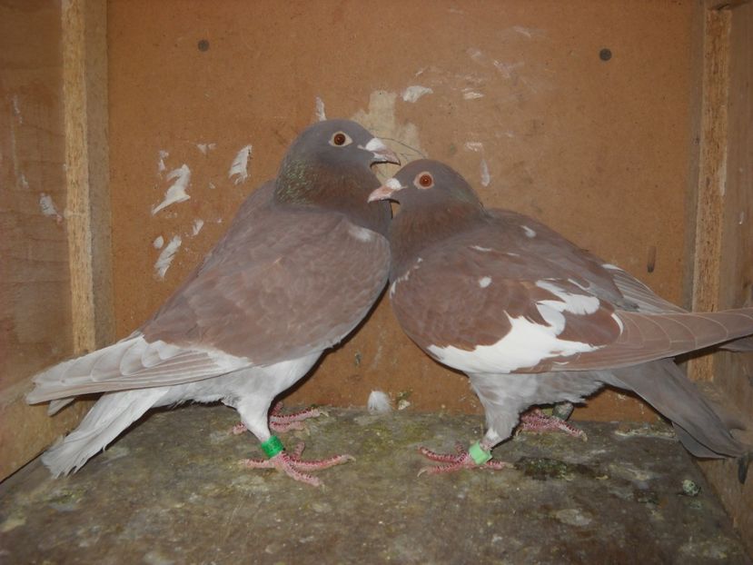  - PORUMBEI VANDUTI 2