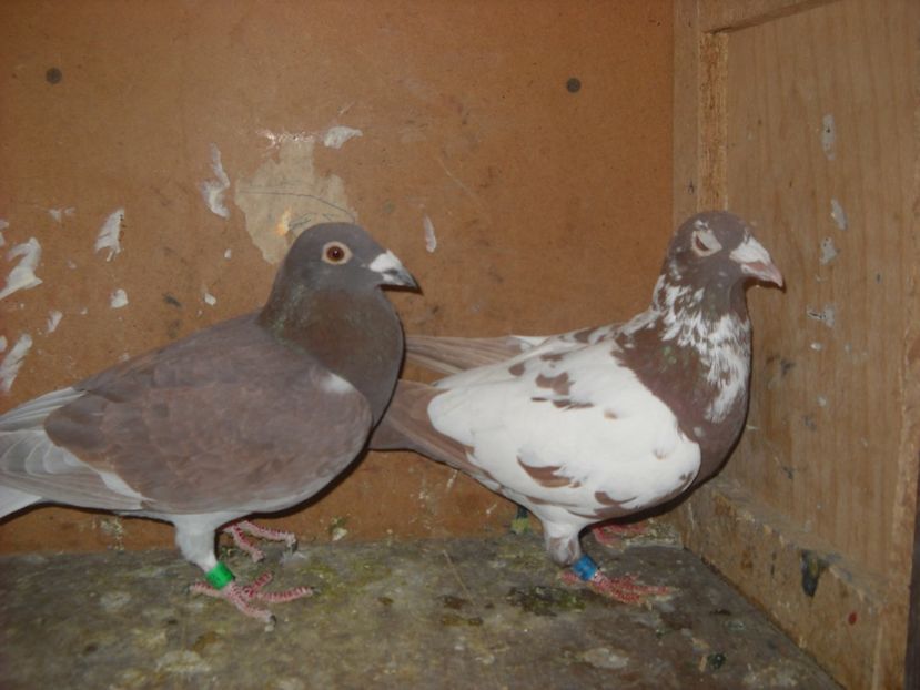  - UNDEVA IN SUCEAVA arhiva