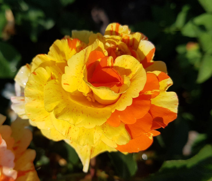Orange and Lemons (Tufa) - Album