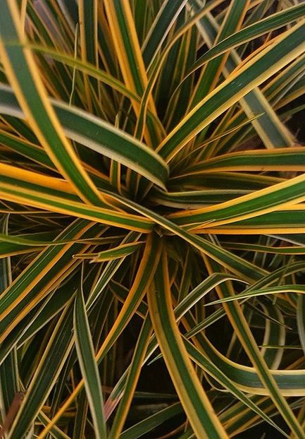 Carex morrowii  Everglow - aaa Comanda plante 2022 2023 2024