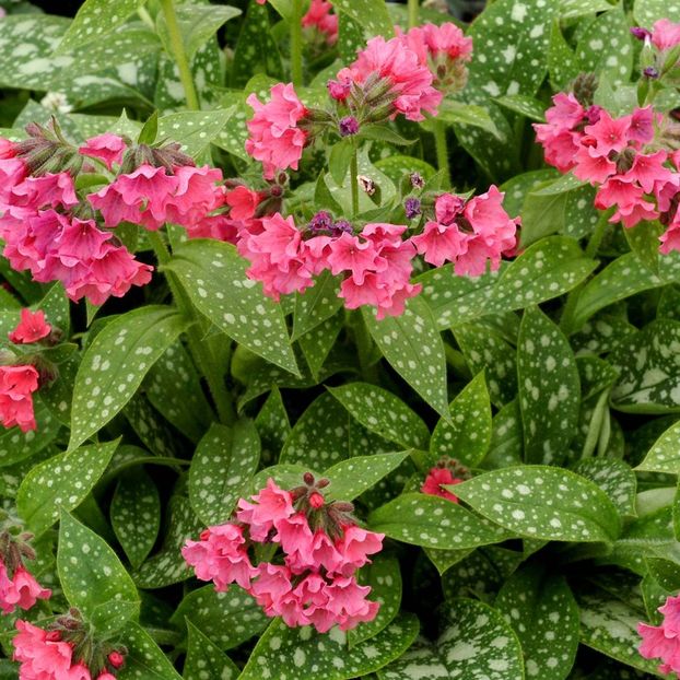 Pulmonaria-Shrimps-on-the-Barbie - aaa Comanda plante 2022 2023 2024