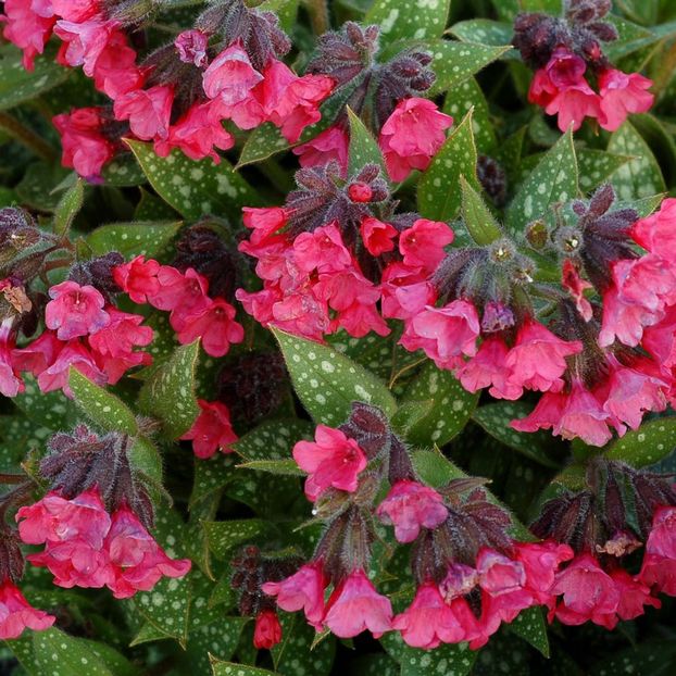 Pulmonaria-Shrimps-on-the-Barbie-2 - aaa Comanda plante 2022 2023 2024