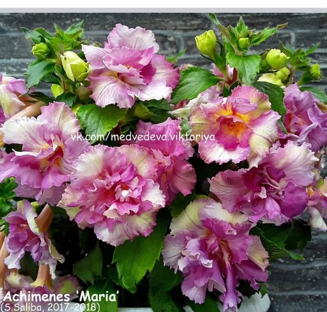 Sunr convinsa ca mai devreme sau mai tarziu ne vom intalni - Dorinte