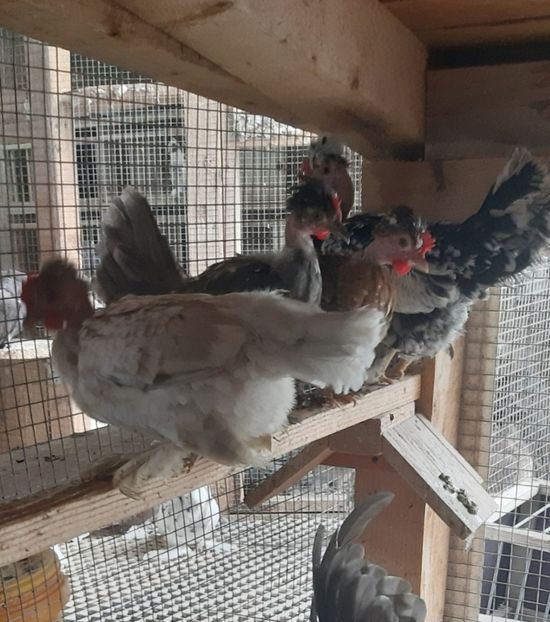  - Pitice Moțate și Garlejate 2022