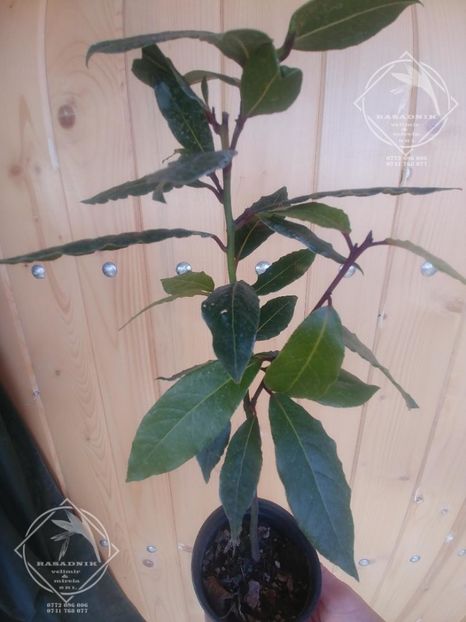 dafin gradina1 - DAFINUL de gradina