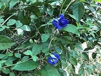 copiata - SEMINTE - D 224 CLITORIA TERNATEA