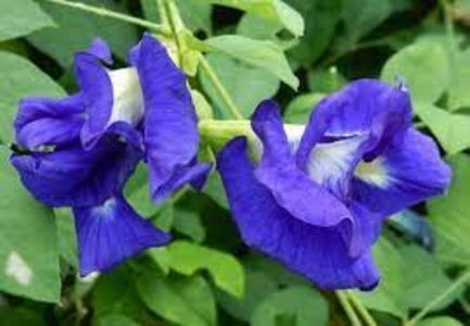 copiata - SEMINTE - D 224 CLITORIA TERNATEA