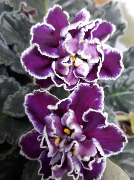  - EK Magia Liubvi zzz