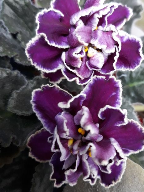  - EK Magia Liubvi zzz