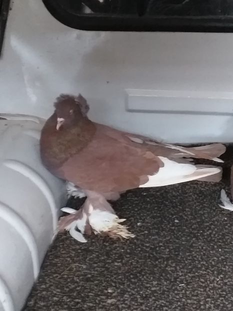 vândut Suzana Z(SB) - Porumbei VÂNDUȚI