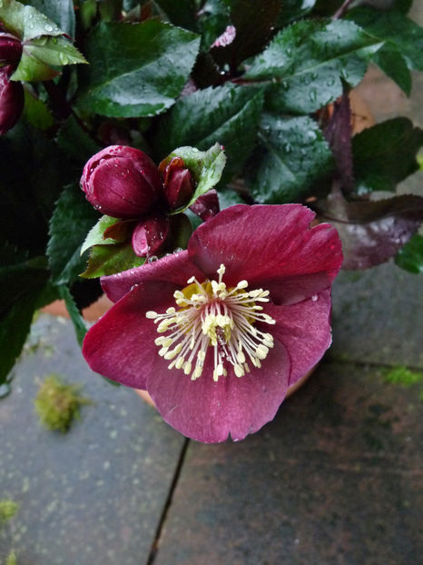  - Helleborus - Spanz