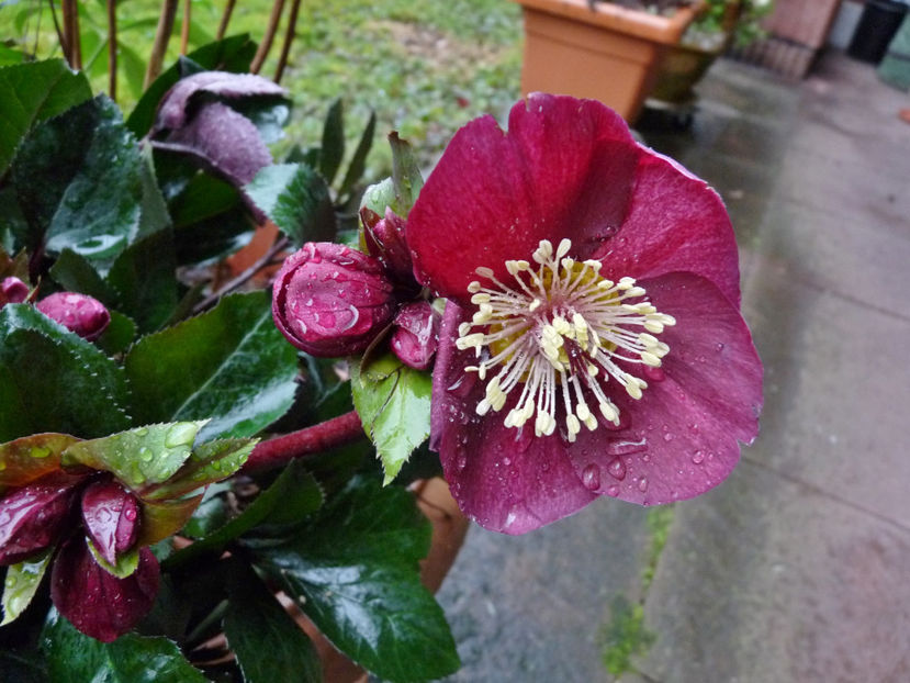  - Helleborus - Spanz