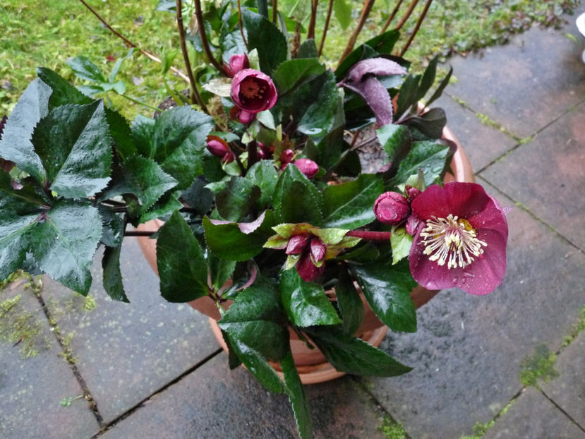 - Helleborus - Spanz