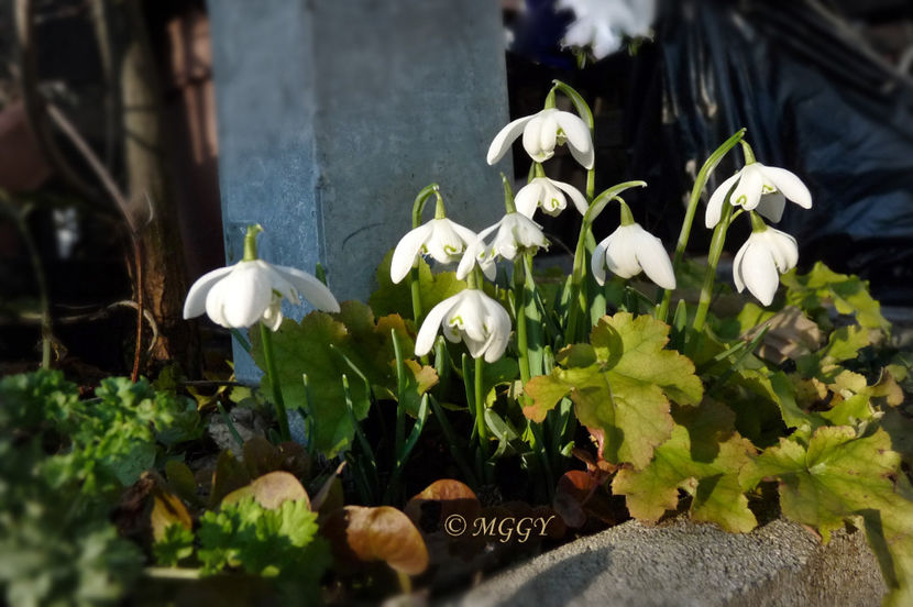 © - 2021 - 04 - 2022 - 00 - Iarna