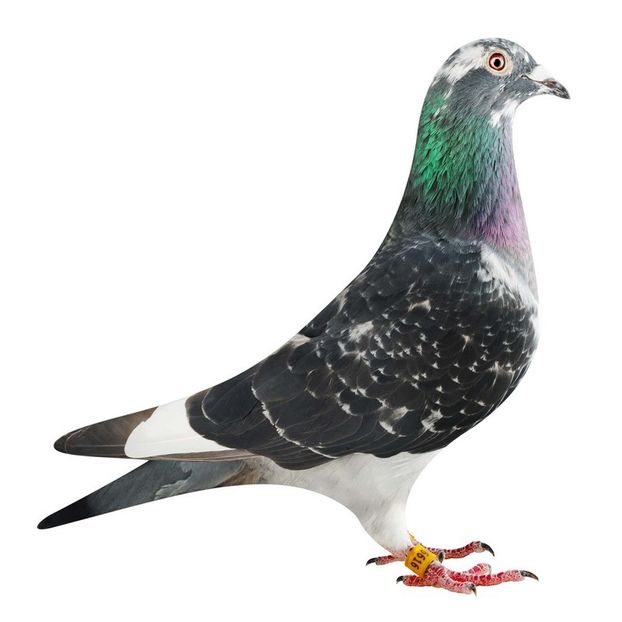  - Willy Cokelaere - Belg-2021