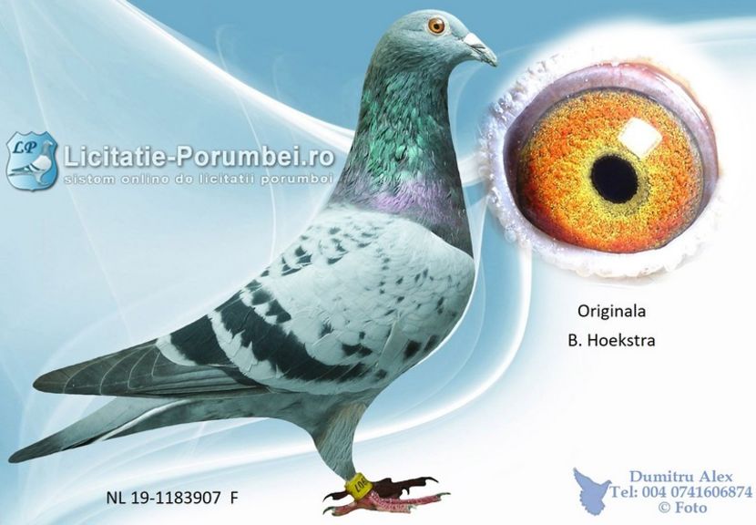  - Willy Cokelaere - Belg-2021