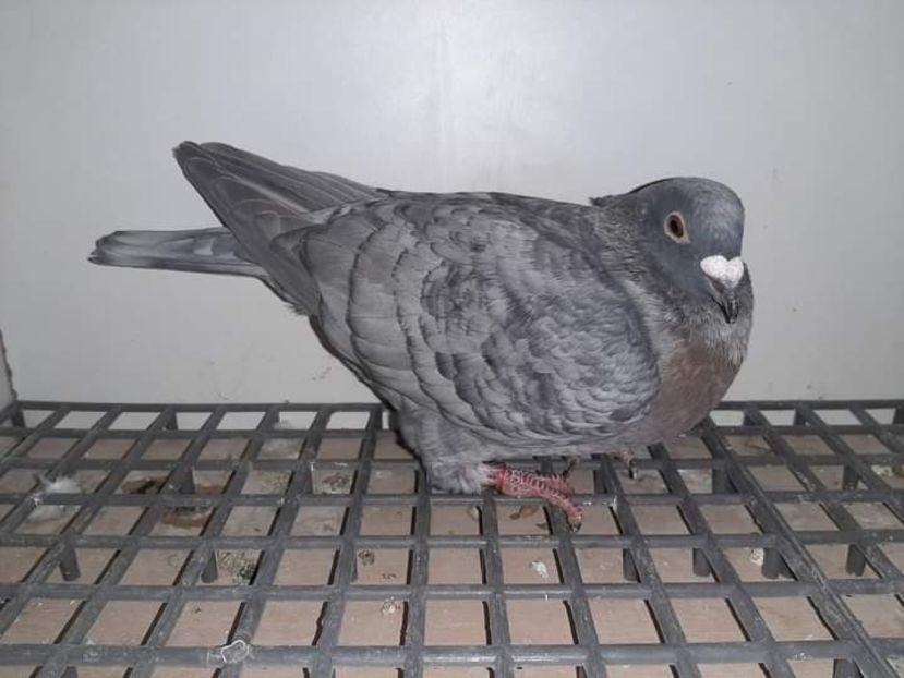  - Nu îmi aparțin 3