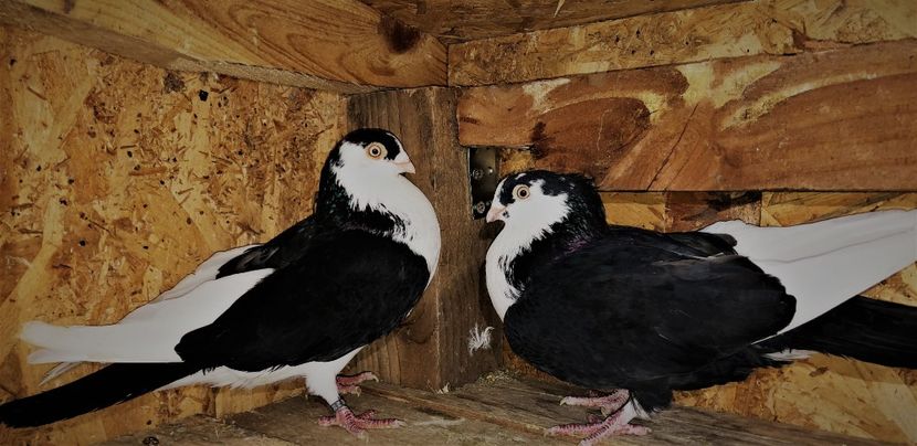 Perechea  9 - B - perechi 2022