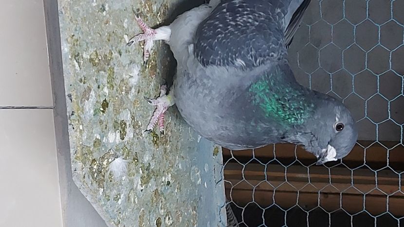  - Fete ptr matca 2022