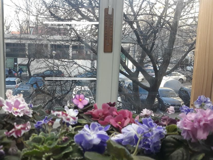  - 1 1 Violete Africane de Colecție