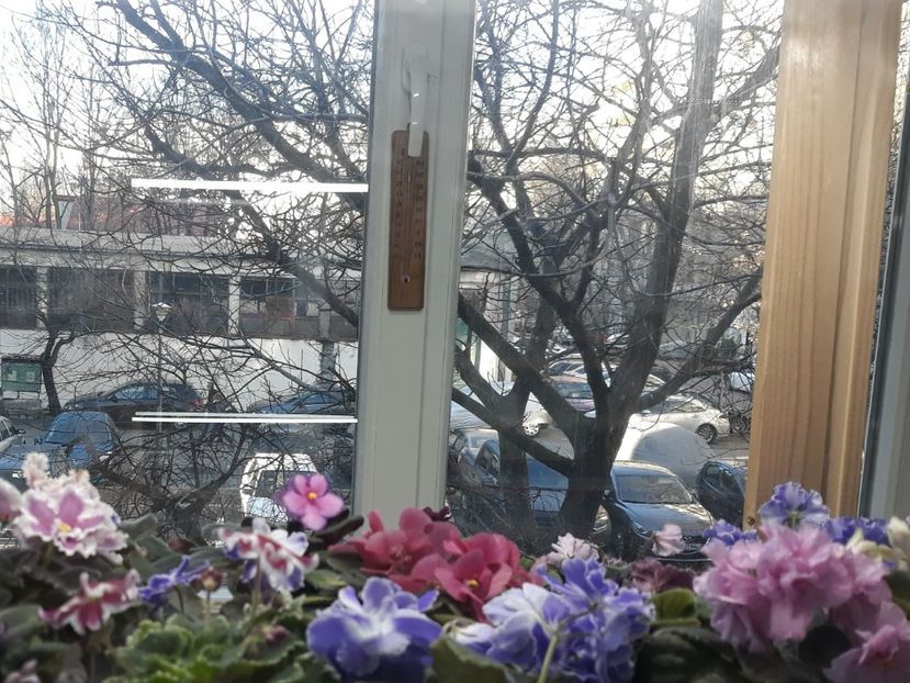  - 1 1 Violete Africane de Colecție