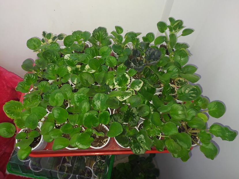 18 februarie 2022 - AAA Making of