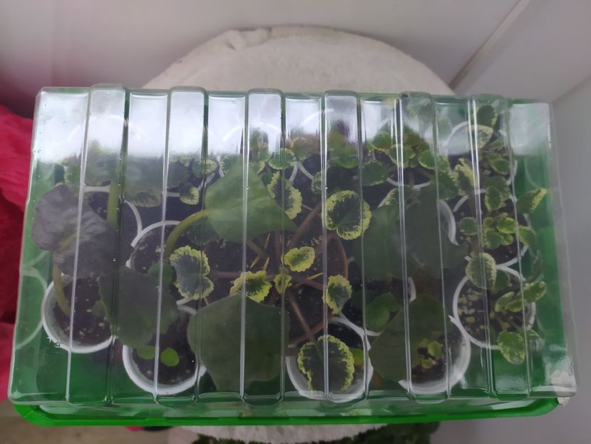 18 februarie 2022 - AAA Making of