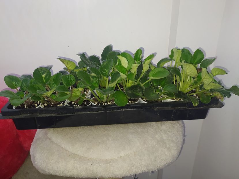 18 februarie 2022 - AAA Making of