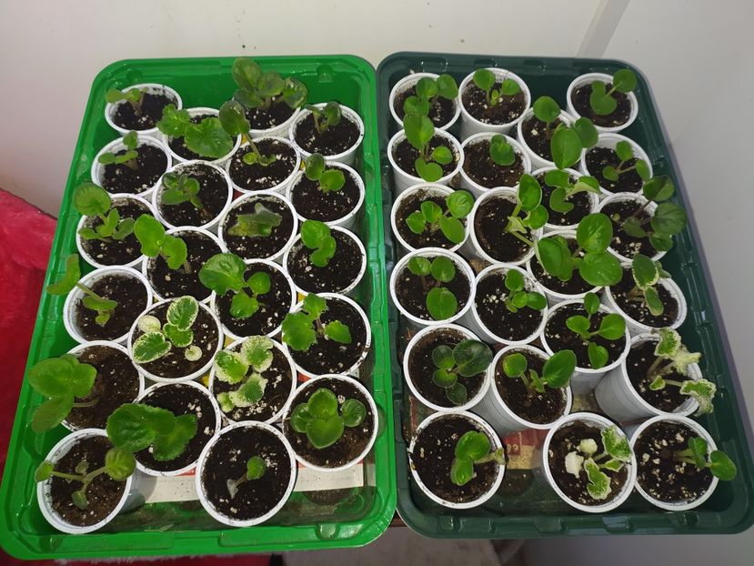 18 februarie 2022 - AAA Making of