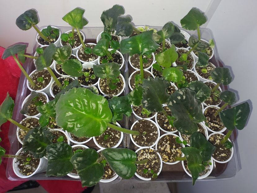 18 februarie 2022 - AAA Making of