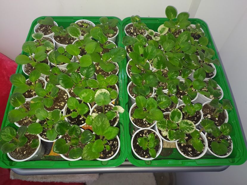 18 februarie 2022 - AAA Making of