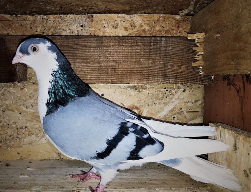 12521  femelă  2021 - B - perechi 2022