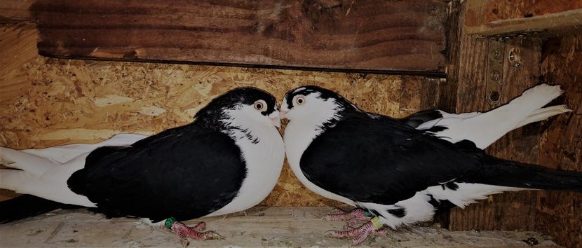 Perechea  1 - B - perechi 2022