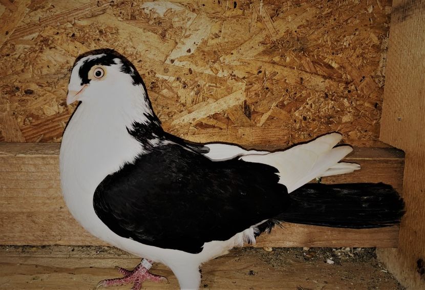 12259  femelă  2021 - B - perechi 2022