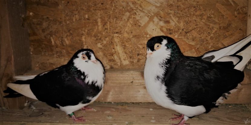 Perechea  13 - B - perechi 2022