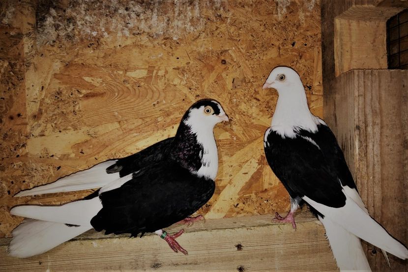 Perechea  16 - B - perechi 2022