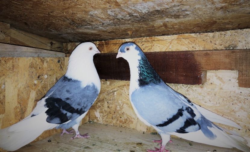 Perechea - B - perechi 2022