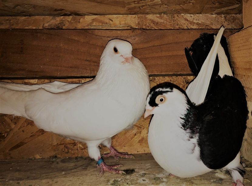 Perechea  25 - B - perechi 2022