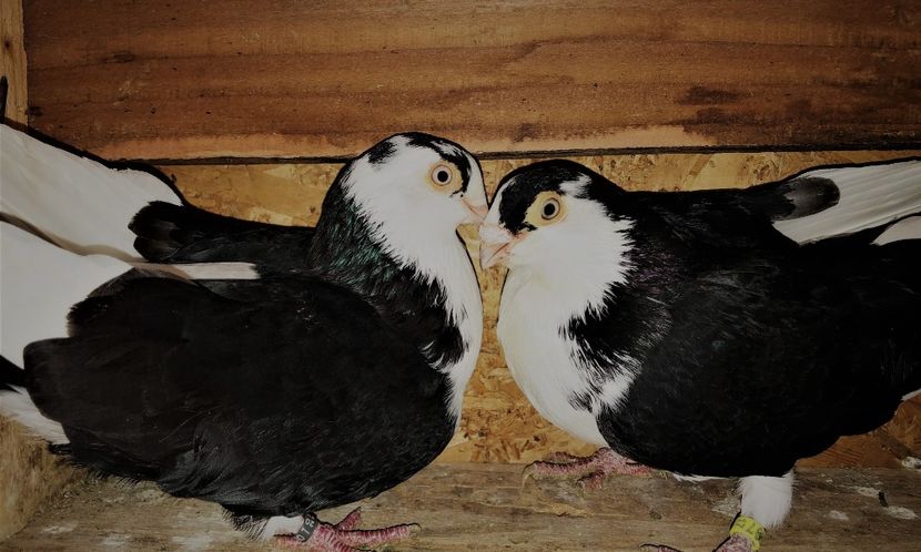 Perechea  20 - B - perechi 2022