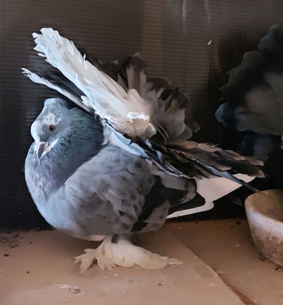  - Voltati indieni matca 2022