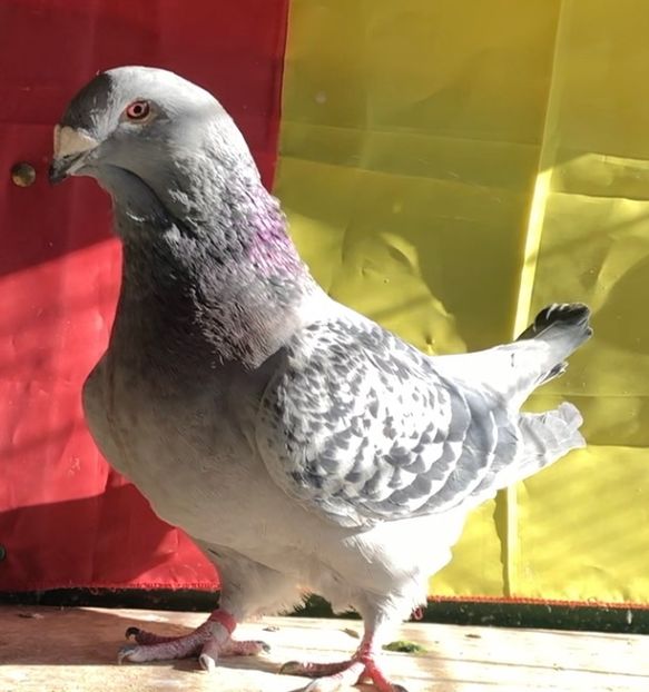 Fata 2020 - Femele pentru 2022