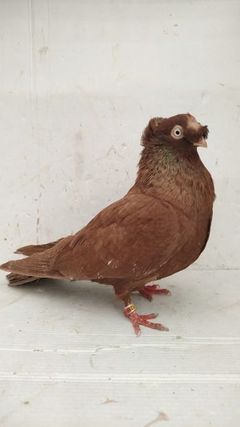 F 2015 - Por bimotati