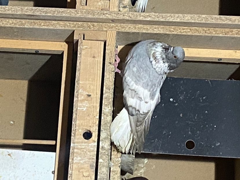 E02019E4-81BA-443A-A682-C35FC96D81A4 - Vargati cu dunga alba