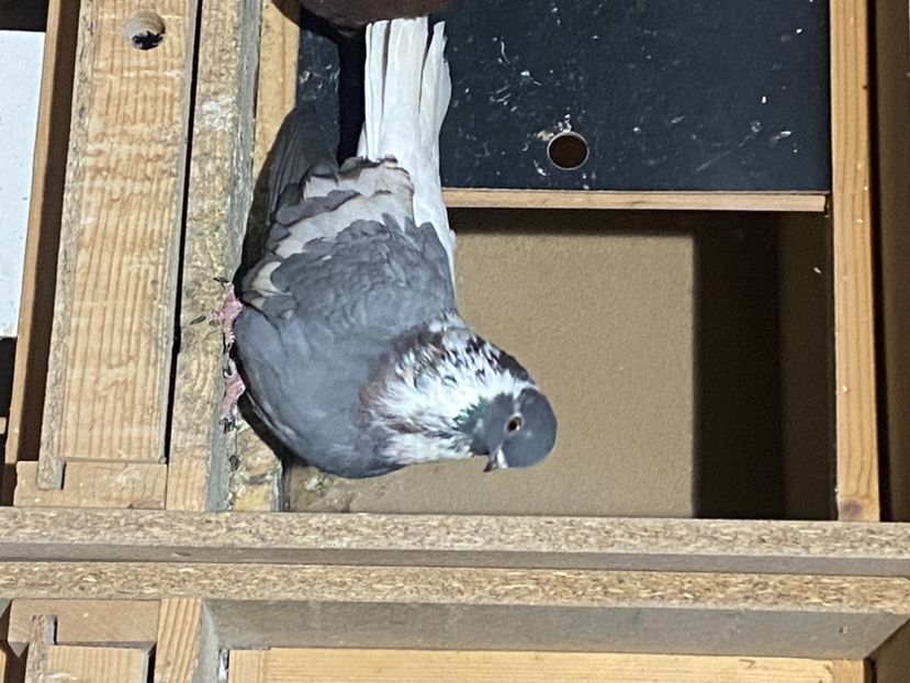 F7E6A832-E273-4FBF-827B-9EE2AB2DD87E - Vargati cu dunga alba