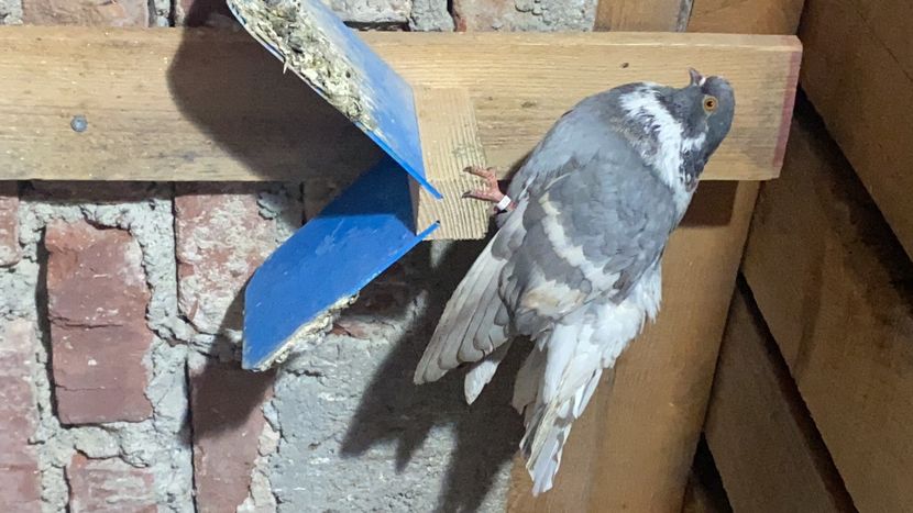 1A083B51-C3FA-4C1F-8D51-04FCC85EF70A - Vargati cu dunga alba